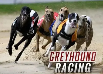 Greyhound Racing